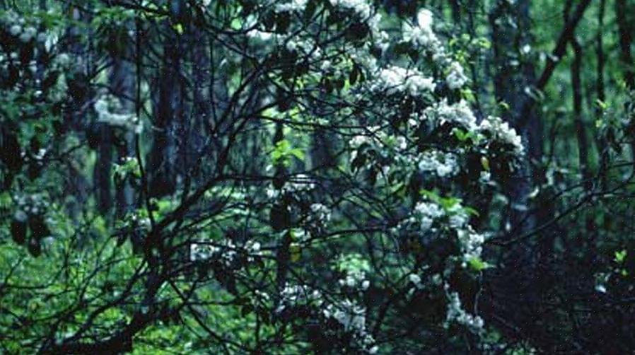 Le due specie più comuni utilizzate per realizzare le loro chitarre sono l'ontano nero (Alnus glutinosa)