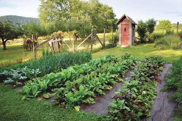 Sei sulla buona strada per un orto biologico sano