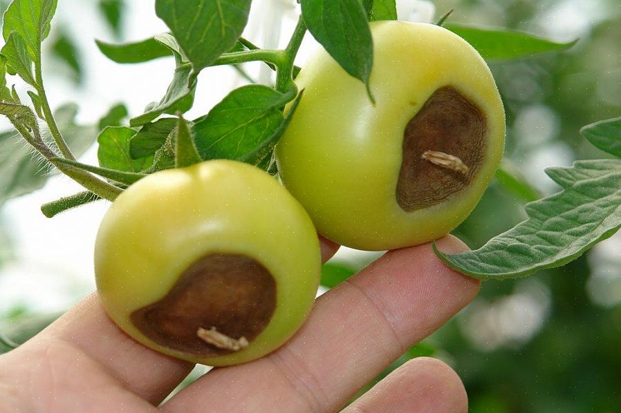 Perché il fondo dei pomodori diventa nero