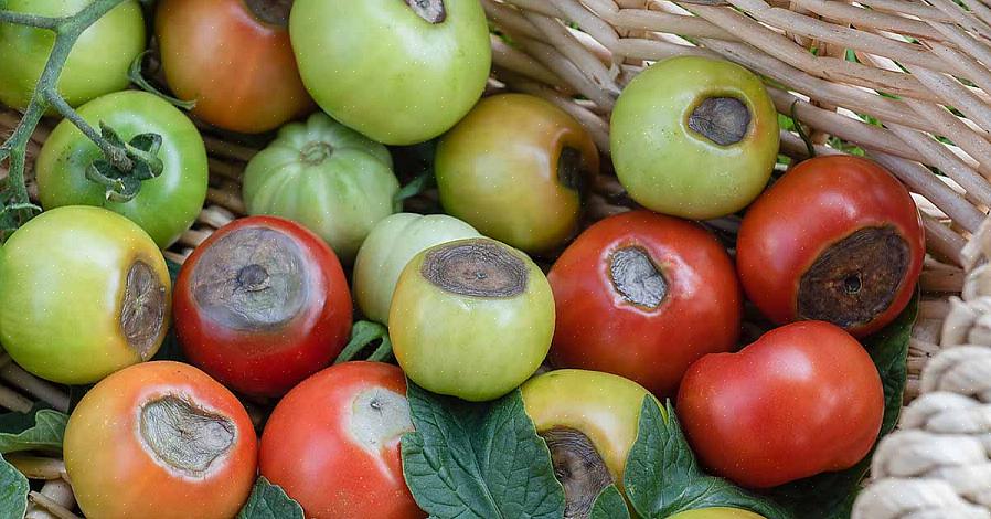 Se hai pomodori con marciume fiorito sulle tue piante