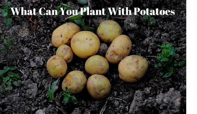 È anche meglio evitare di piantare patate nello stesso terreno in cui sono state recentemente coltivate