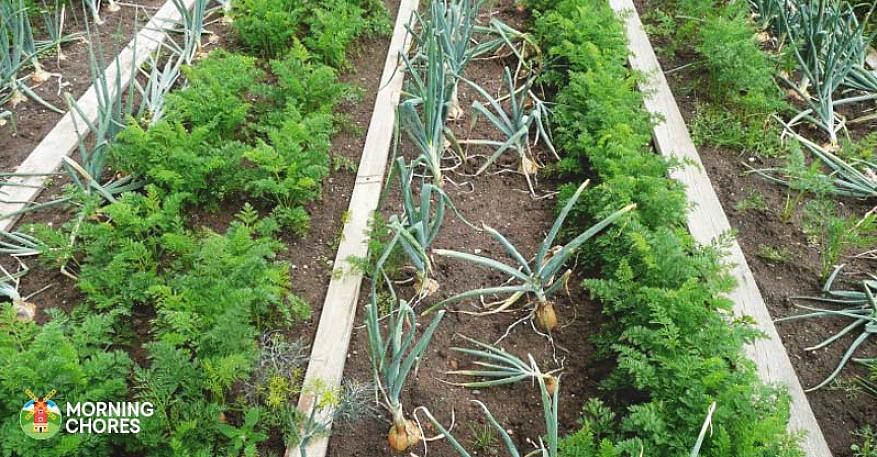 Le piante da compagnia respingono i parassiti del giardino