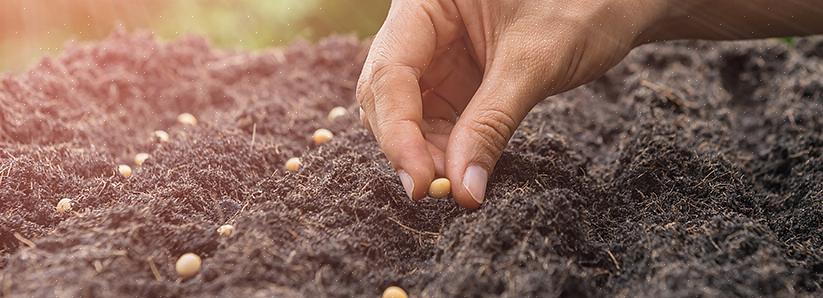 La semina diretta è il metodo per far crescere le tue piante dai semi seminati direttamente nel giardino