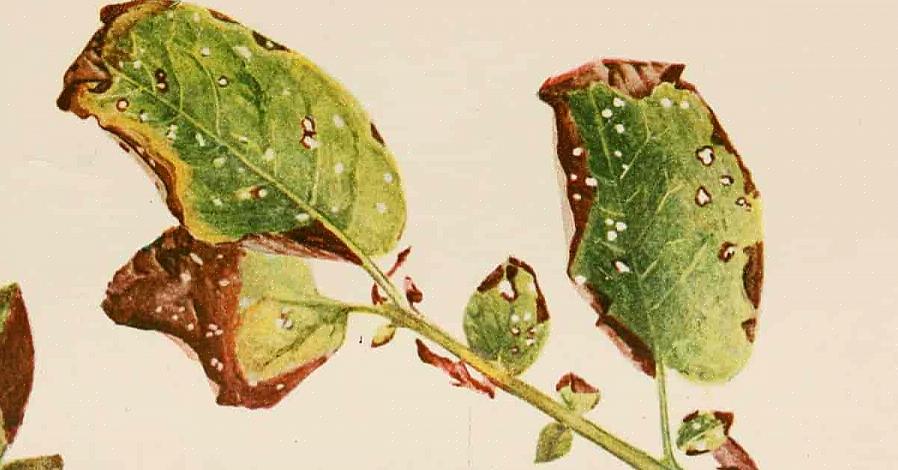 La peronospora generalmente attacca le piante più vecchie