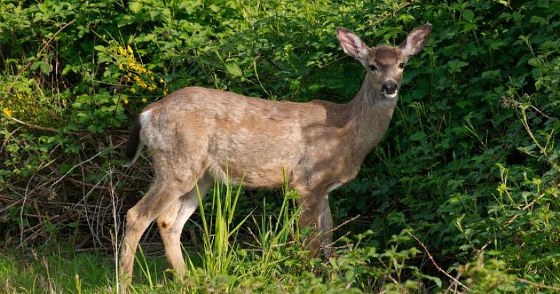 E rimuovere temporaneamente le mangiatoie per uccelli può incoraggiare i cervi a muoversi