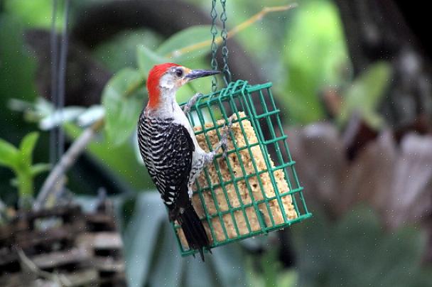 I giovani uccelli possono anche visitare gli alimentatori di sugna per un pasto facile con molta energia