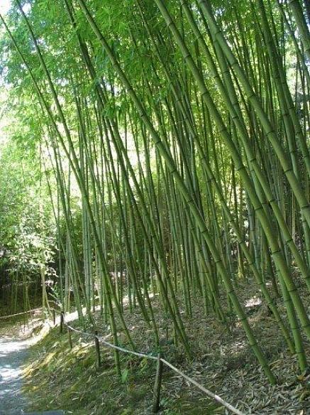 Il bambù è una delle piante più utili coltivate al mondo