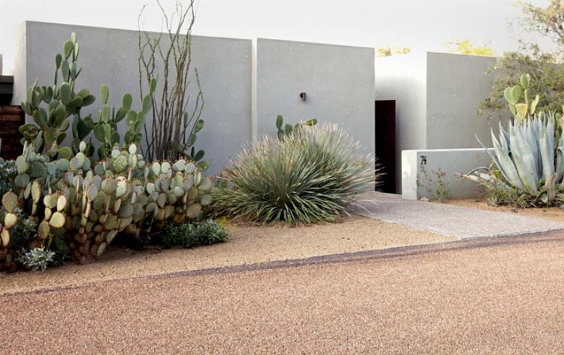 Colorati nel tuo giardino paesaggistico nel deserto