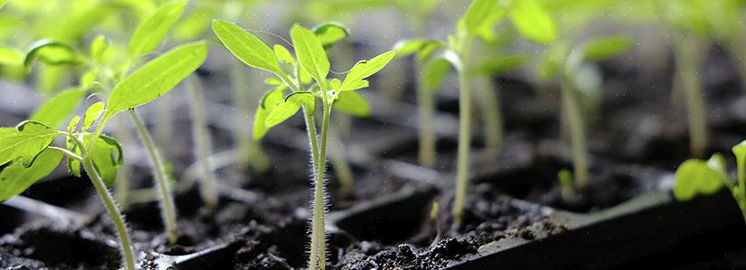 Ricontrolla la profondità di semina consigliata o pianta un po 'più in profondità la prossima volta