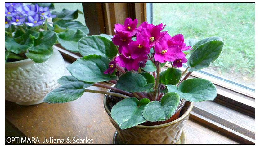 Le violette africane dovrebbero prosperare in casa