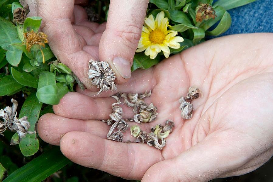 Dovresti salvare i semi dalle piante cimelio a impollinazione aperta