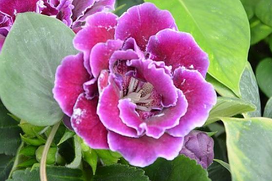 La gloxinia non è particolarmente difficile da coltivare