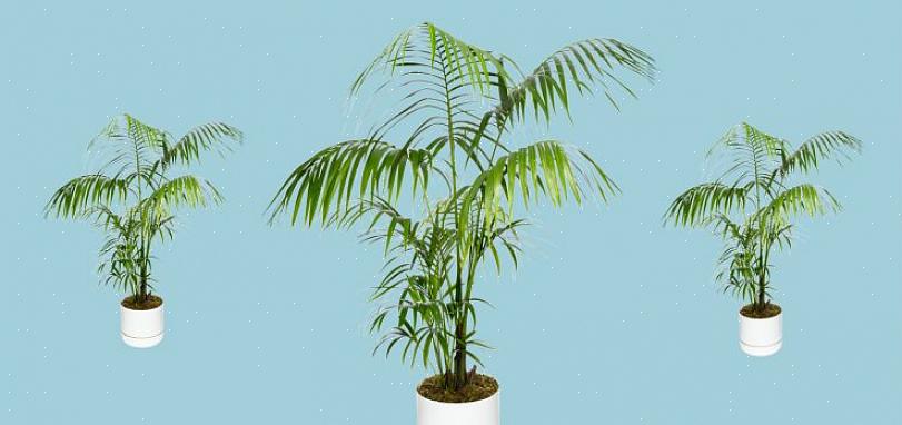 Una palma kentia finirà per crescere in una magnifica pianta esemplare