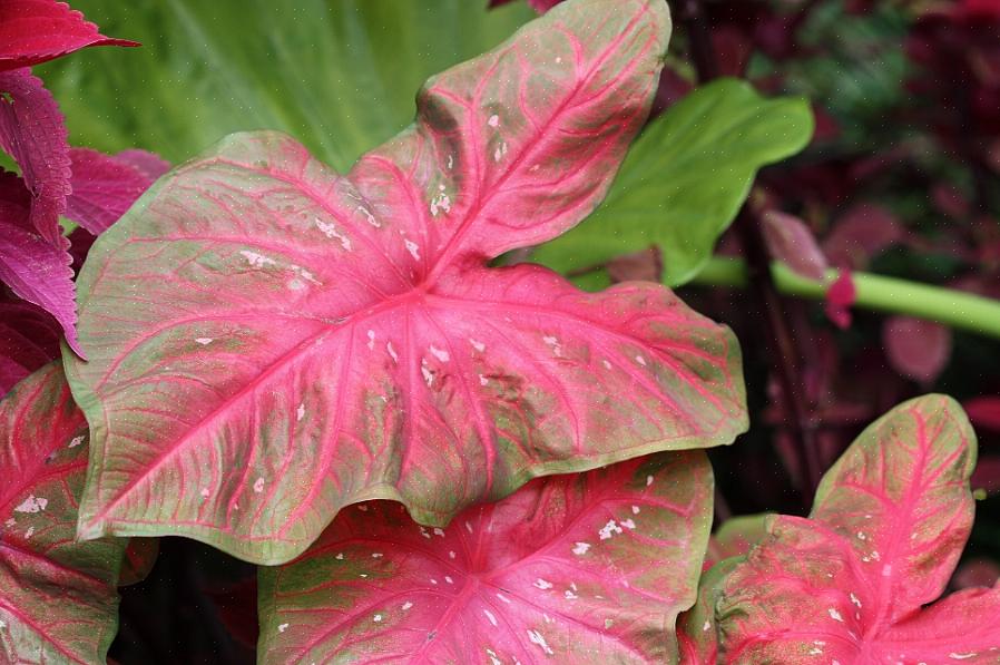 Conservati come tuberi durante l'inverno non diventeranno rigogliosi come le piante di caladium lasciate