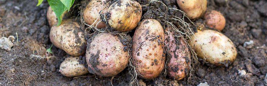 Non è necessario tagliare le patate di media