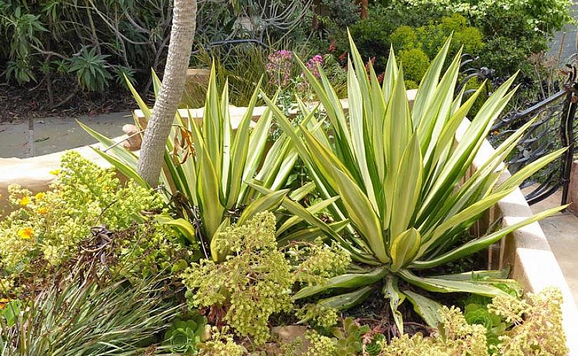 Foetida è anche comunemente chiamata canapa di Mauritius o aloe verde