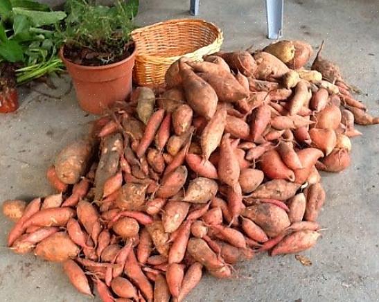 Ci vogliono dai 100 ai 140 giorni affinché le patate dolci coltivino tuberi raccoglibili