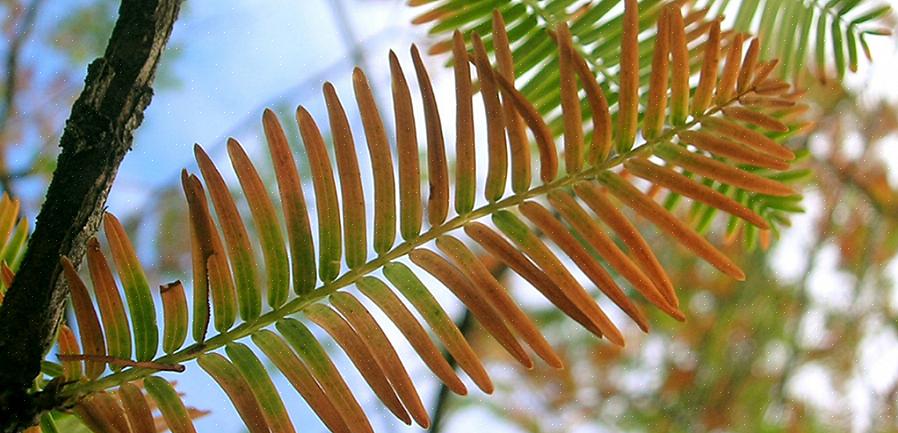 Gli aghi verde brillante di questo larice diventano gialli in autunno