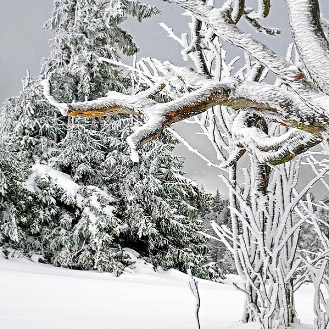 Questo albero è anche conosciuto come Larix griffithii var