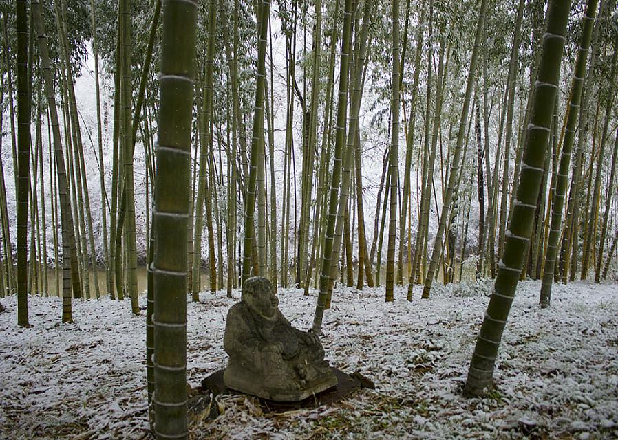 Per coltivare piante di bambù nei climi settentrionali