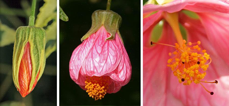 Gli abutilon sono piante a fioritura libera con foglie come aceri