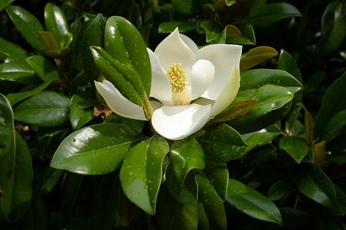 D.- Le foglie dei miei alberi di magnolia sono diventate marroni