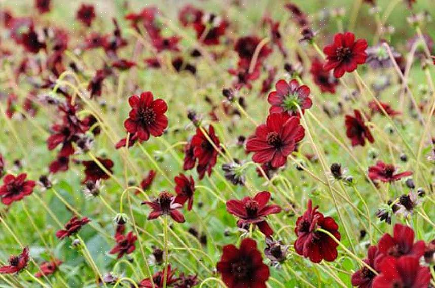 Con i suoi fiori marroni più profondi