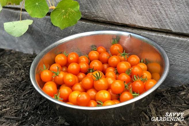 I semi salvati dai pomodori ibridi non si avvereranno