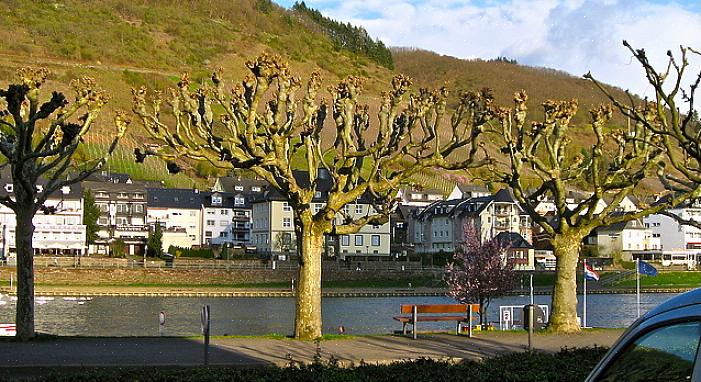 Un terzo termine arboricolo che sentirai correlato al pollarding