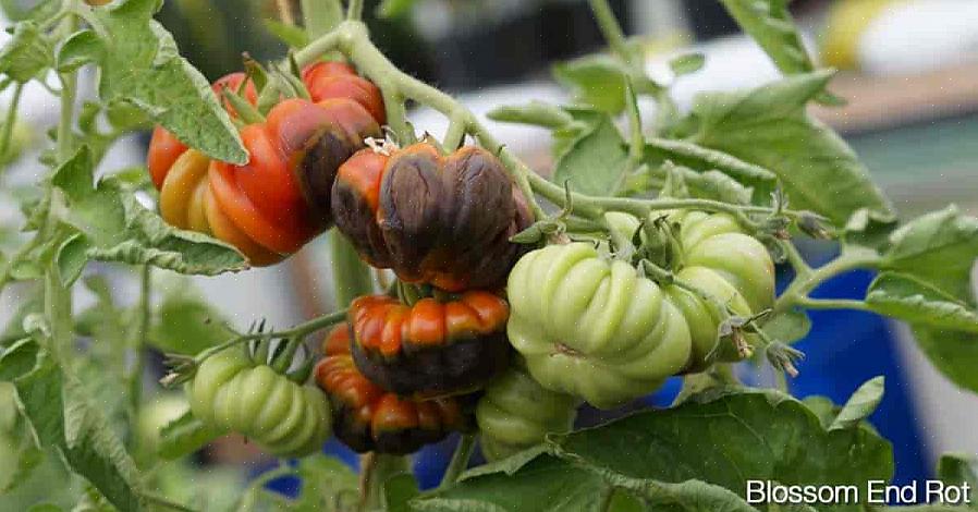 Il marciume dei fiori non rovina l'intero frutto