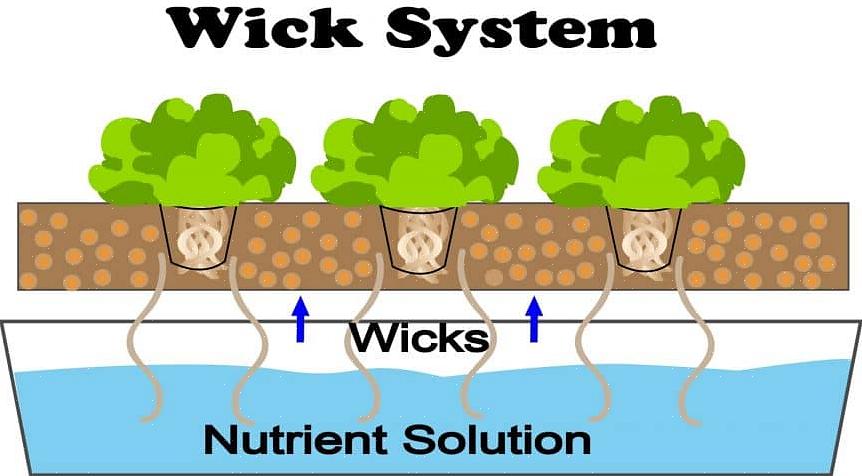 Il modo in cui funziona un sistema di stoppini è simile al metodo Lettuce Raft perché le radici sono sempre