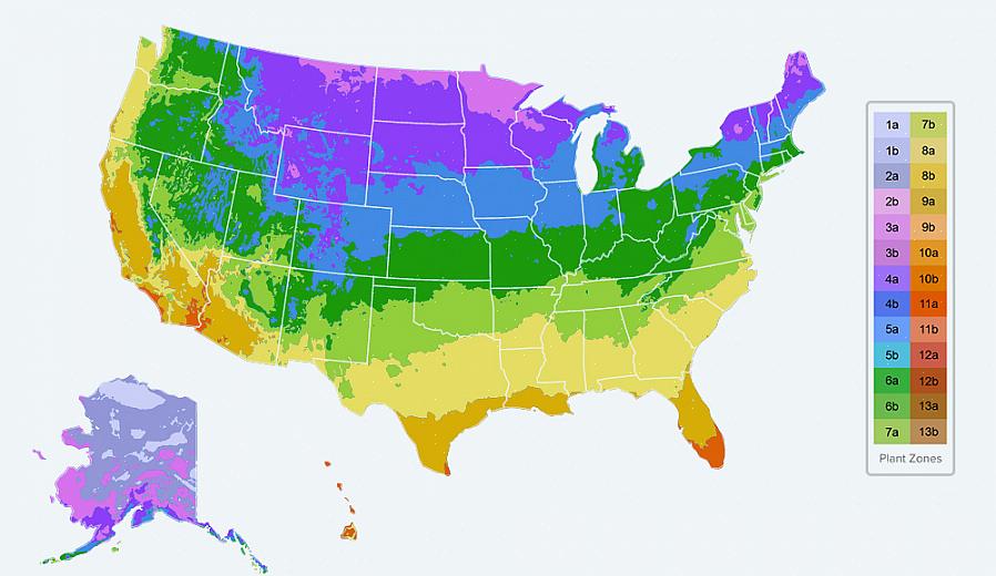 Si trova all'interno delle zone di rusticità USDA 7a