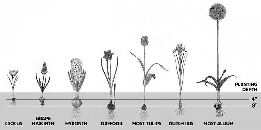 Un'altra regola generale è che i bulbi grandi dovrebbero essere profondi circa 20 centimetri