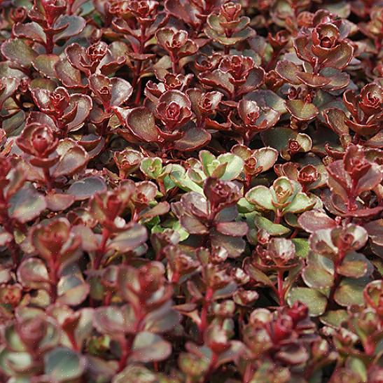 Includi una selezione di queste facili piante perenni nel tuo giardino resistente ai cervi per le fioriture