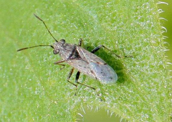 Il cimice del sud può fare il maggior danno di tutti