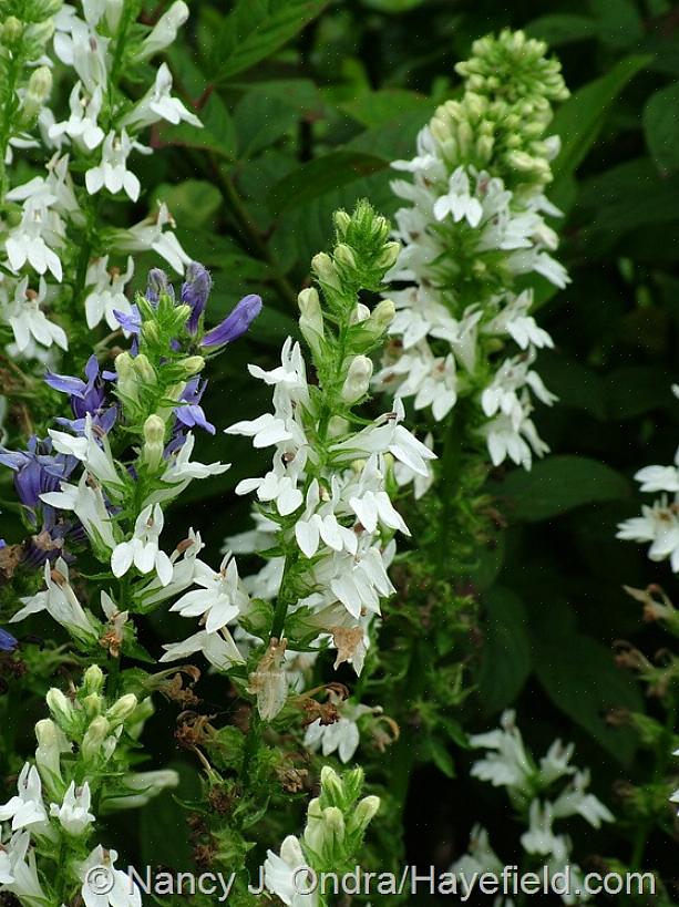 Come coltivare piante di fiori giganti in pile