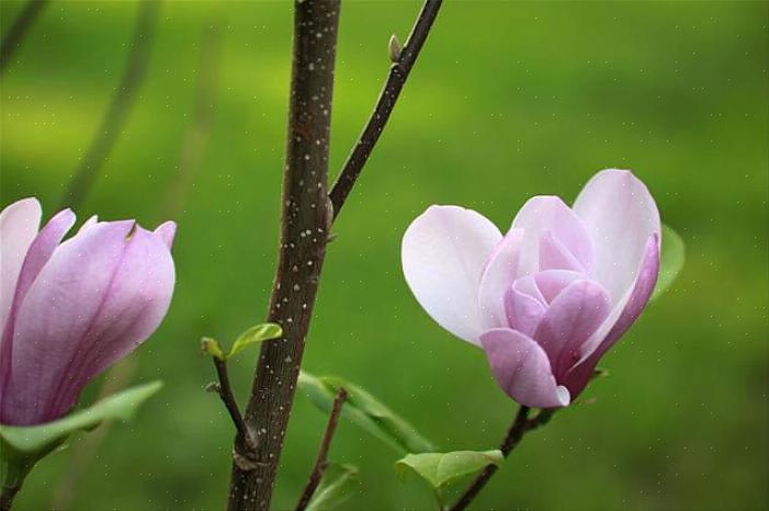 Se noti una macchia di foglie sul tuo albero di magnolia