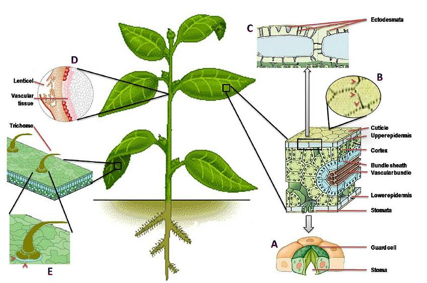 Un'applicazione fogliare può riferirsi all'alimentazione fogliare o all'applicazione di pesticidi fogliari