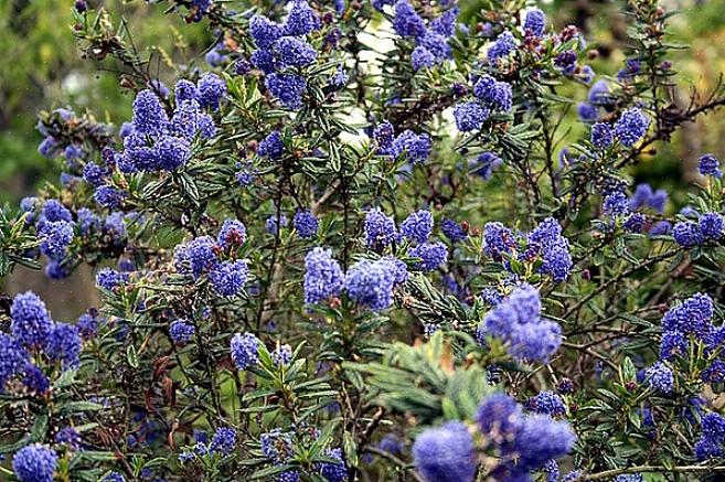 Il blue blossom ceanothus (Ceanothus thyrsiflorus) è un arbusto sempreverde originario della California