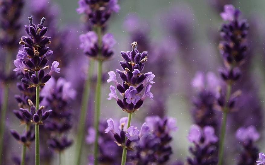 Il cotone lavanda prospererà nel tuo giardino roccioso