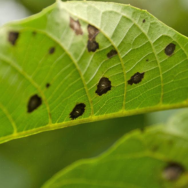 La malattia è stata segnalata su circa due dozzine di specie di Prunus