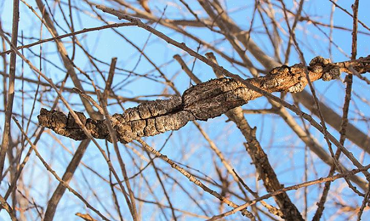 Se vivi in un'area in cui le specie selvatiche di Prunus sono frequentemente infettate dal nodo nero