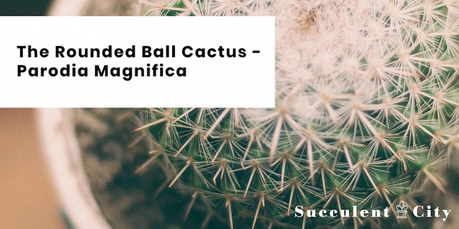 I cactus Parodia possono essere propagati facilmente dagli offset
