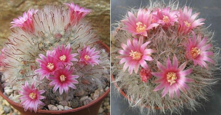 I cactus Mammillaria possono essere propagati facilmente dagli offset