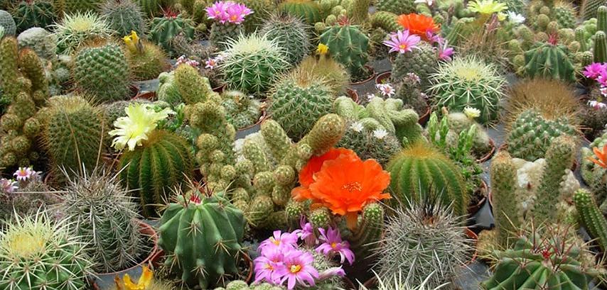 I cactus Rebutia possono essere propagati facilmente dagli offset