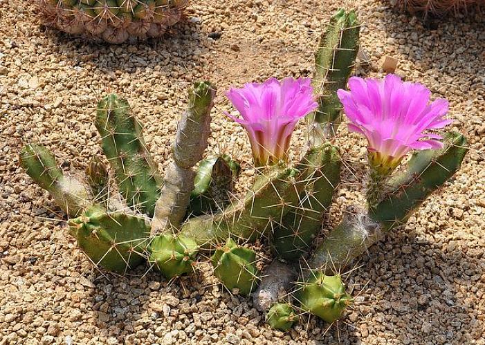 Hedgehog Cactus o Calico Cactus