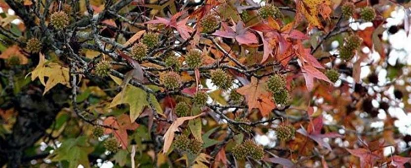 Il nome latino di questa specie di albero è Liquidambar styraciflua