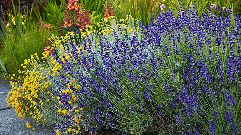 La lavanda non è la pianta più facile da coltivare nella maggior parte delle aree