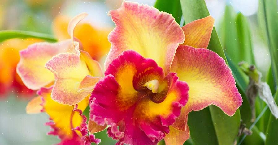 Generi di orchidee (in molti casi)