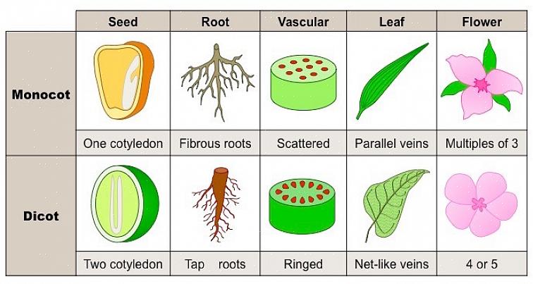 Le foglie del seme servono per accedere ai nutrienti immagazzinati nel seme